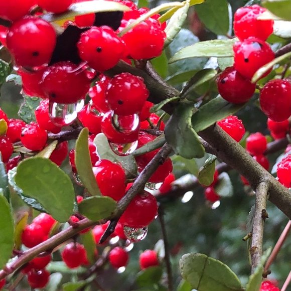 Welcome to my 2025 Posh Closet! - Picture 4 of 10